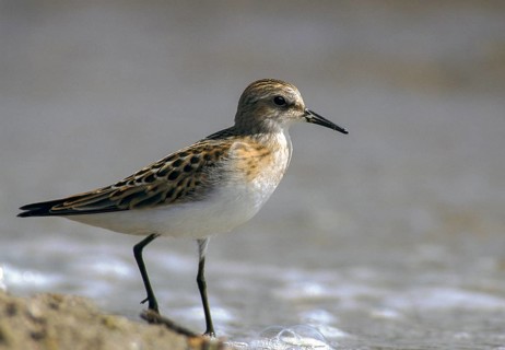 Calidris minuta, little stint, dwarf sandpipers, birds, charadriiformes, limikolen, resting dress,