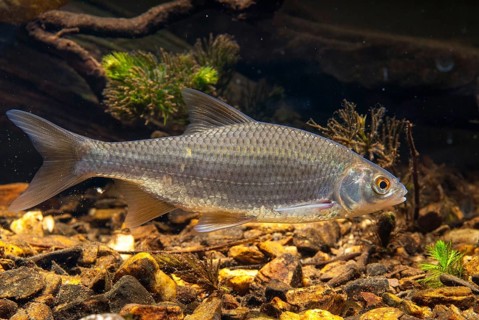 Roach, rutilus rutilus, swan, feather, fish, fishes, pisces