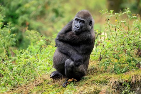Western gorilla (Gorilla gorilla), juvenile, one year old, sitting on the ground, alert