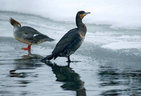 Black shag, cormorant, goosander, goosäger, cormorant, phalacrocorax carbo, anatidae, birds, duck