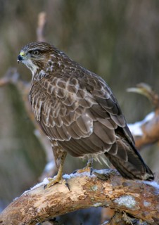 Accipitriformes, buzzard, buteo buteo, buzzard, buzzard, birds of prey, high size, portrait format,