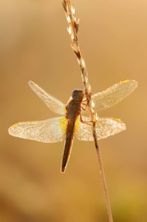 Scarlet Dragonfly (Crocothemis erythraea), female in backlight, North Rhine-Westphalia, Germany
