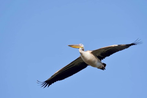 Pink pelican (Pelecanus onocrotalus), immature, flying, Greece