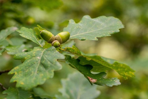 Beech family, Cornish oak, Fagaceae, Irish oak, Quercus petraea, grape oak, tree, trees, durmast