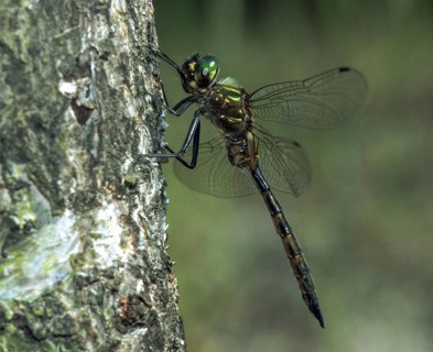 Spotted emerald dragonfly, somatochlora flavomaculata, yellow-spotted emerald, anisoptera,