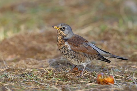 Fieldfare (Turdus pilaris) in a meadow with scattered fruit trees, feeding on windfall, animals,