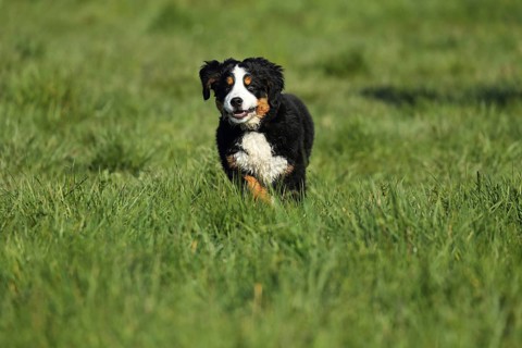 A cheerful Bernese cattle dog runs across a meadow in the sunshine, a Bernese cattle dog (Canis