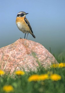 Whinthroat, saxicola rubetra, whinchat, birds, high size, portrait format, male, passeri,
