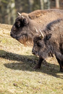 European bison (Bison bonasus) on a meadow, Bavaria, Germany
