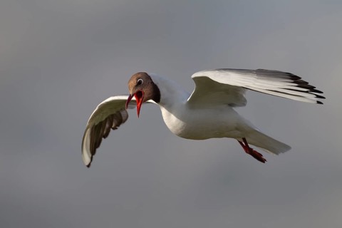 With their loud cries, black-headed gulls (Chroicocephalus ridibundus) are in constant contact with