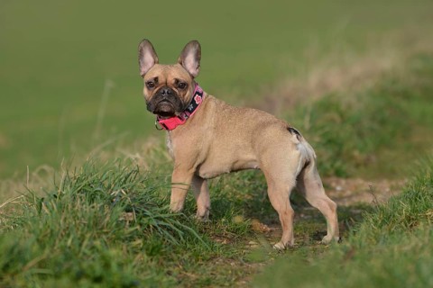 Cute young fawn colored French Bulldog dog with pink collar standing tanding on grass meadow,