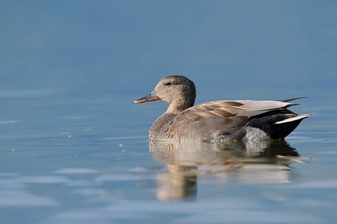 Gadwall (Mareca strepera), drake swimming, Lake Constance, Baden-Württemberg, Germany