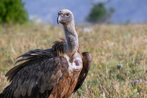 Close-up of Eurasian griffon vulture (Gyps fulvus) foraging in grassland on mountain slope in the