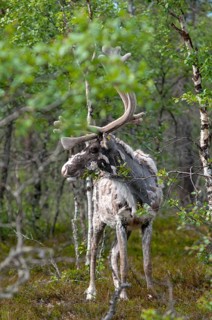 Artiodactyla, even-toed ungulate, Finland, cloven-hoofed, rangifer tarandus, reindeer, reindeer,