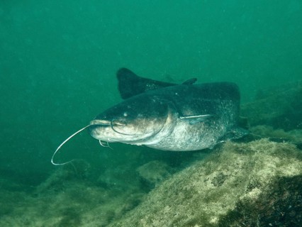 A catfish (Silurus glanis), Waller, swimming under water through green surroundings, dive site