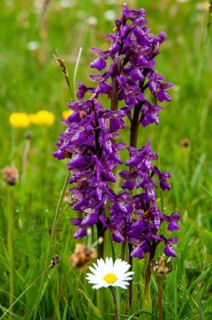 Small orchid, fool's cap, orchids, orchid family, orchis morio, salep orchid, satyrion, Sweden,