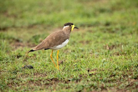 Yellow-wattled Lapwing (Vanellus malabaricus) perched on the ground, Udawalawe National Park, Sri