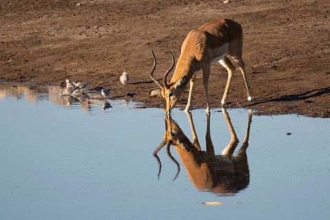 Black-nosed impala (Aepyceros melampus petersi) at a waterhole with a reflection, Etosha National
