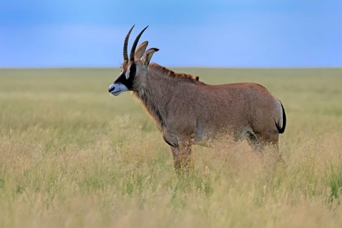 Roan antelope (Hippotragus equinus), adult, alert, Mokala National Park, Northern Cape, South