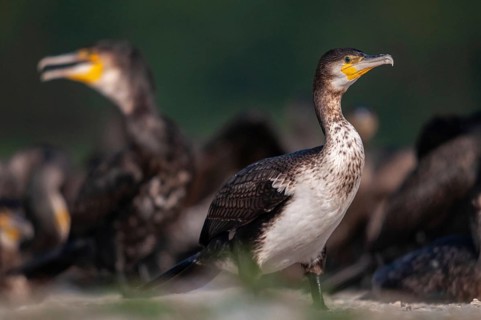 Black shag, cormorant, phalacrocorax carbo, birds, adolescent, juvenile, pelecaniforms, ropedes,
