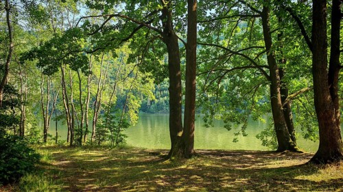 Green trees on the lakeside that cast shade on the ground, harmonious and quiet, bathing area on
