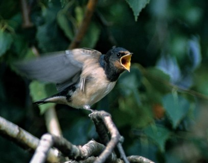 Hirundo rustica, house martin, swallow, birds, feeding, adolescent, juvenile, passeri, swallows,