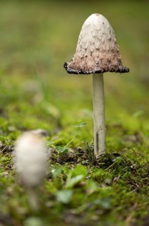 Agaricales, Coprinus Comatus, Coprinus Ovatus, Coprinus Porcellanus, Egg Tinting, Lawyer's Wig,
