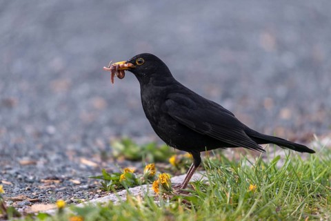 Blackbird, blackbird, earthworm, lumbricidae, turdus merula, birds, foraging, foraging, passeri,