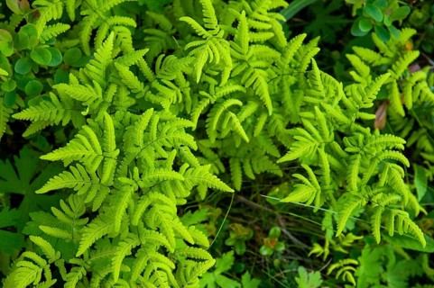 Dryopteridaceae, oak fern, Finland, gymnocarpium dryopteris, eyelash fern, woodsiaceae, worm fern,