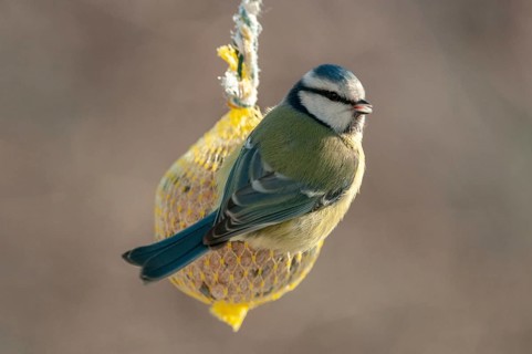 Blue tit, parus caeruleus, birds, feeding, tits, passeri, songbirds, songbirds, tits, birds, winter