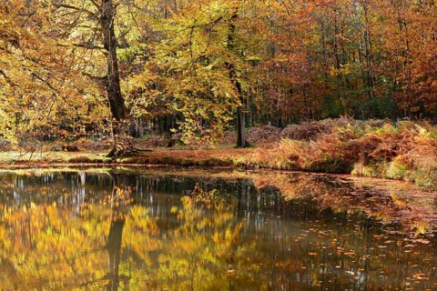 Pond and copper beeches (Fagus sylvatica) in autumn, North Rhine-Westphalia, Germany