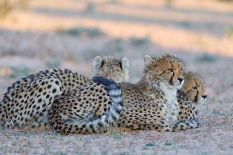 Cheetahs (Acinonyx jubatus), mother (left) with her two cubs, lying in the dry grassland, looking