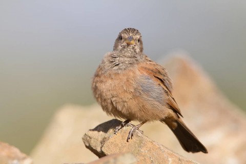 House Bunting (Emberiza sahari) female, Morocco