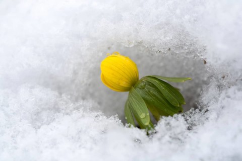 Eranthis hyemalis, buttercup family, ranunculaceae, winterling, flora, plants, plants, snow,