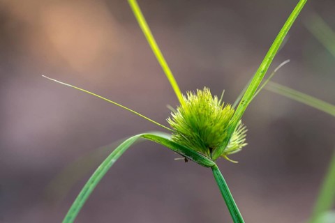 Bohemian sedge, carex bohemica, carex cyperoides, cyperaceae, sour grasses, cyprus grass harrow,