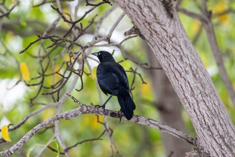 Black grackle (Quiscalus lugubris), Curacao