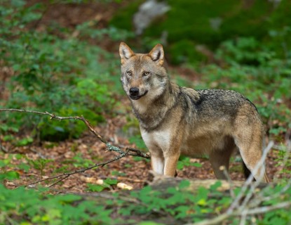 Wolf (Canis lupus) standing in the forest and looking attentively, captive, Bavarian Forest