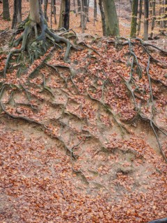 Branched beech roots dig into the soil, Sauerland, North Rhine-Westphalia, Germany