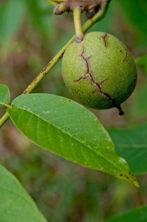 Real walnut, English walnut, Juglandaceae, Juglans regia, Madeira walnut, Persian walnut, walnut