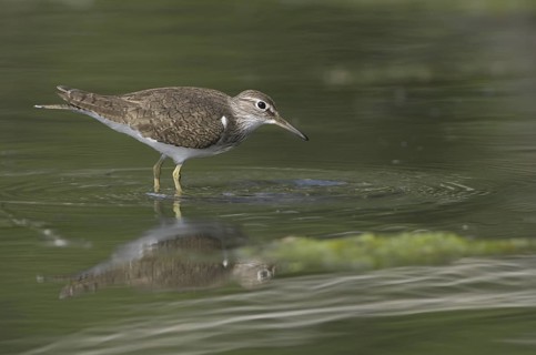 Common Sandpiper (Actitis hypoleucos), Saxony, Germany