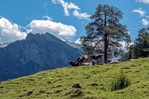 Cows in pasture under trees, in the back mountains of the Allgäu Alps, Hinterstein, Bad Hindelang,