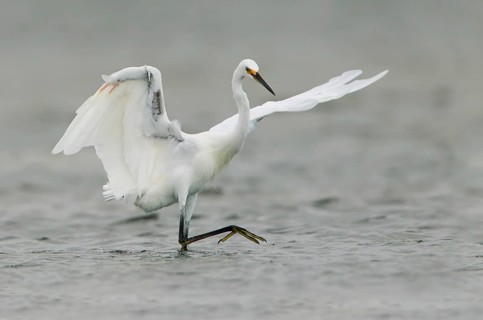 Little Egret (Egretta garzetta) foraging, Victoria, Australia