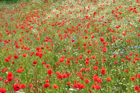 Flanders poppy, corn poppy, poppy, poppy, poppy, papaver rhoeas, papaveraceae, field strips, field