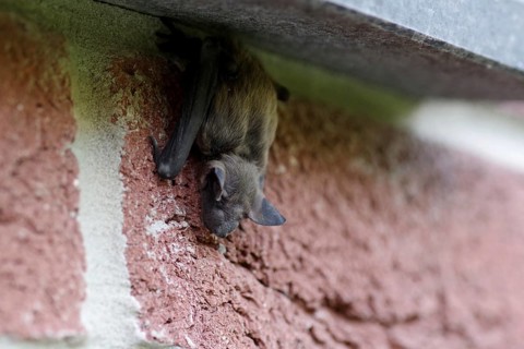 Broad-winged bat (Cnephaeus serotinus), resting, house wall, close-up, North Rhine-Westphalia,