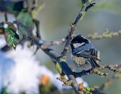 Coal tit, parus ater, periparus ater, pine tit, birds, leo, tit, passeri, songbirds, songbirds,