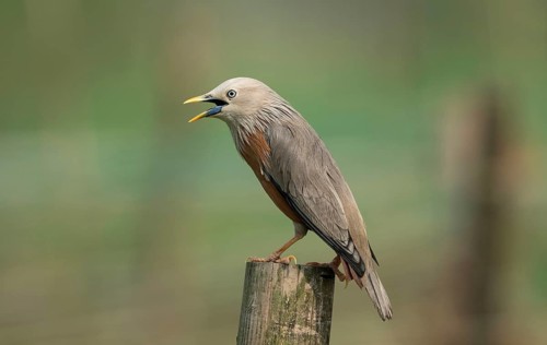 Chestnut-tailed Starling (Sturnia malabarica) calling while perched on a wooden post, Sreepur,