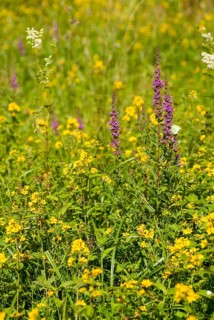 Bloodwillow, common willow, common willow, lysimachia vulgaris, lythraceae, lythrum salicaria,