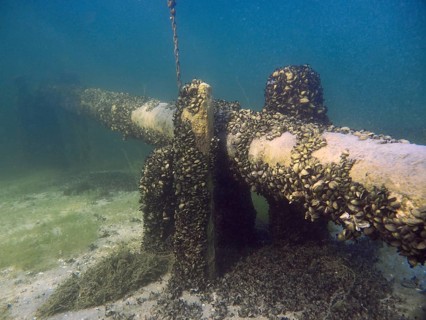 Pipe in clear water, densely overgrown with quagga triangle mussels (Dreissena rostriformis