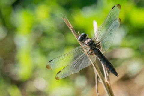 Libellula fulva, scarce chaser, spike spot, anisoptera, damselflies, dragonflies, insects,