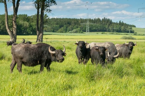 Artiodactyla, Bubalus Arnee, Even-Toed Ungulate, Frießnitzer See, Germany, Greiz, Pairhoofes,